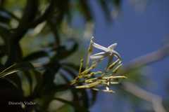 Alstonia venenata